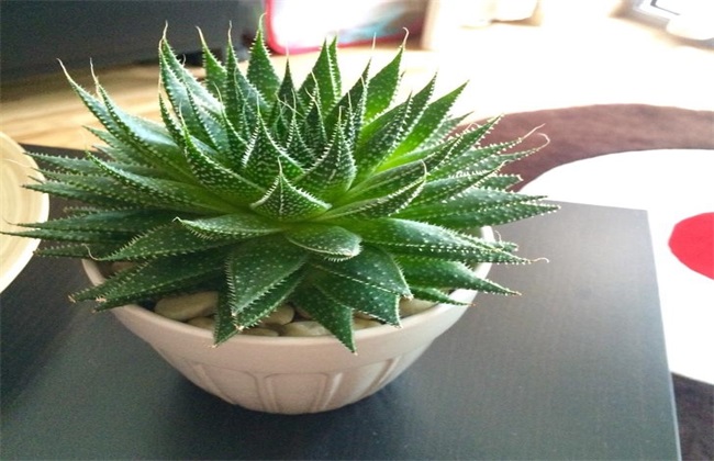 家居養殖的蘆薈（huì）有什麽風水（shuǐ）效果作用？