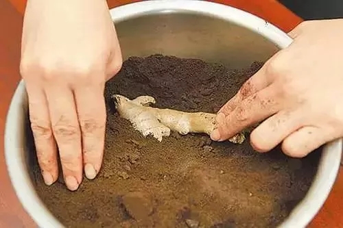 冬季儲存生薑有妙招！這樣做保存半（bàn）年都（dōu）沒問題