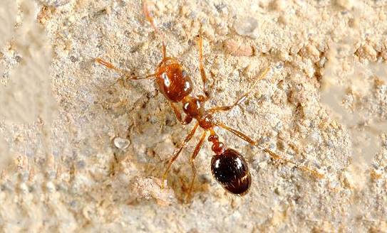 家裏出現白蟻，它到底有（yǒu）什麽危害？