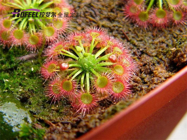 亚洲午夜天堂全屋定製|夏（xià）天（tiān）到了，亚洲午夜天堂全屋定製教你如何驅蚊！