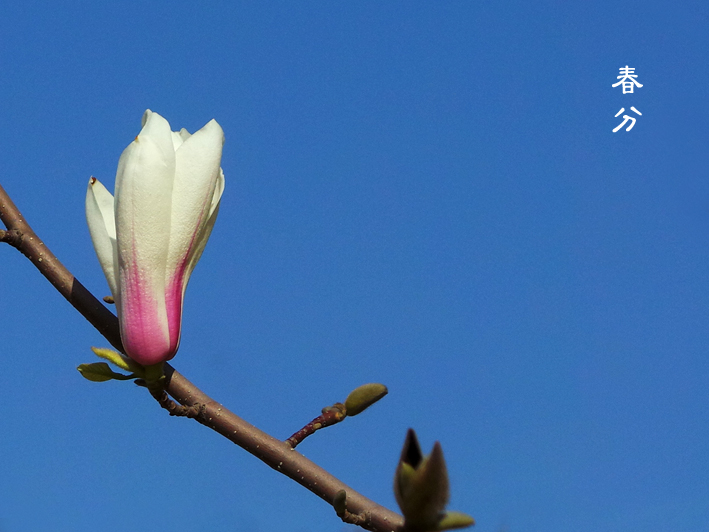 亚洲午夜天堂 |今日春分